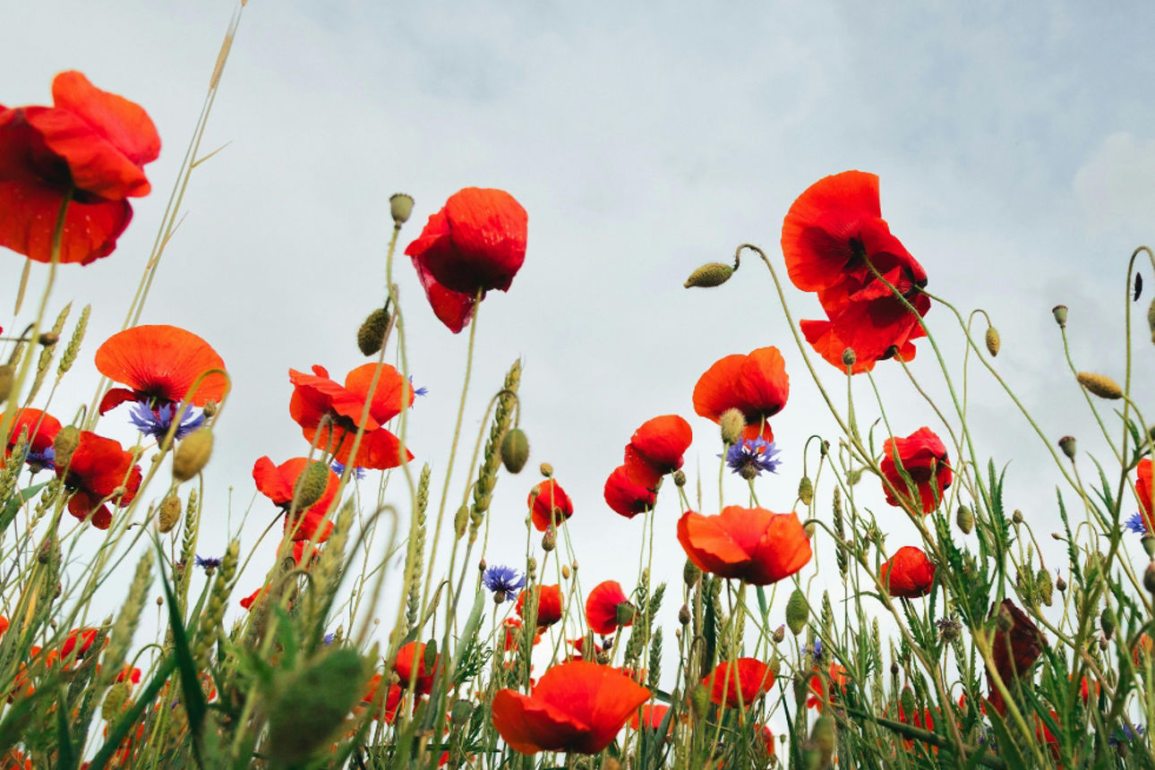 Mohn- und Kornblumenfeld