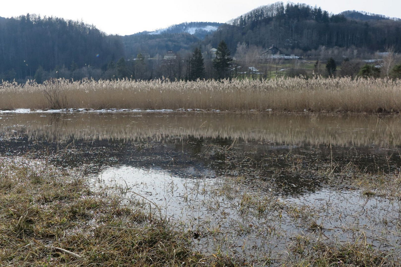 Bild einer Moorlandschaft