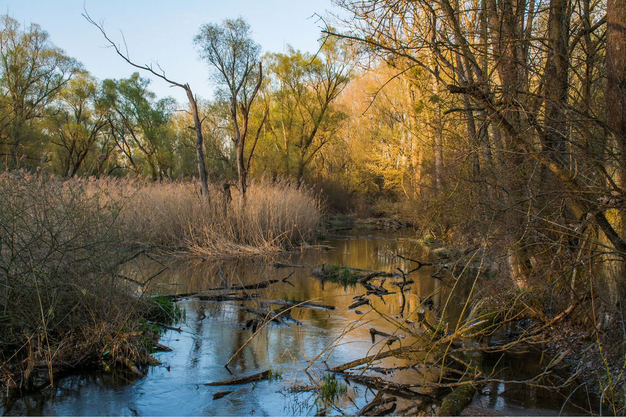 Ein Fluss durchzieht Schilf und Bäume in der Moorlandschaft im sanftem Licht.