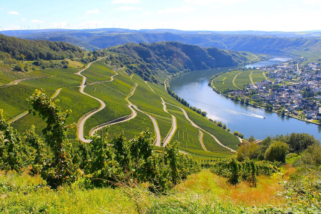 Blick auf sonnige grüne Weinberge und die Mosel sowie ein kleines Städtchen