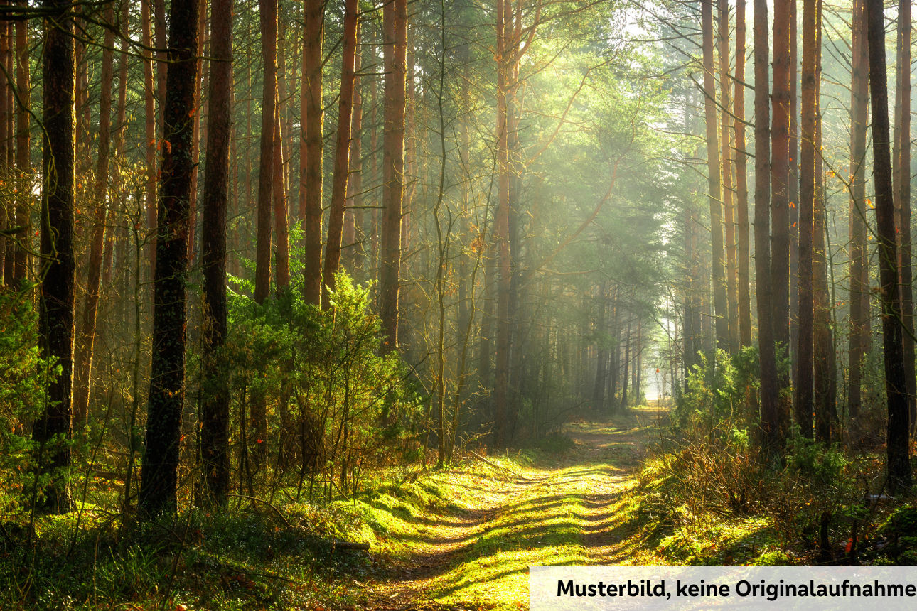 Ein grüner dichter Wald, die Sonnenstrahlen scheinen in den Wald