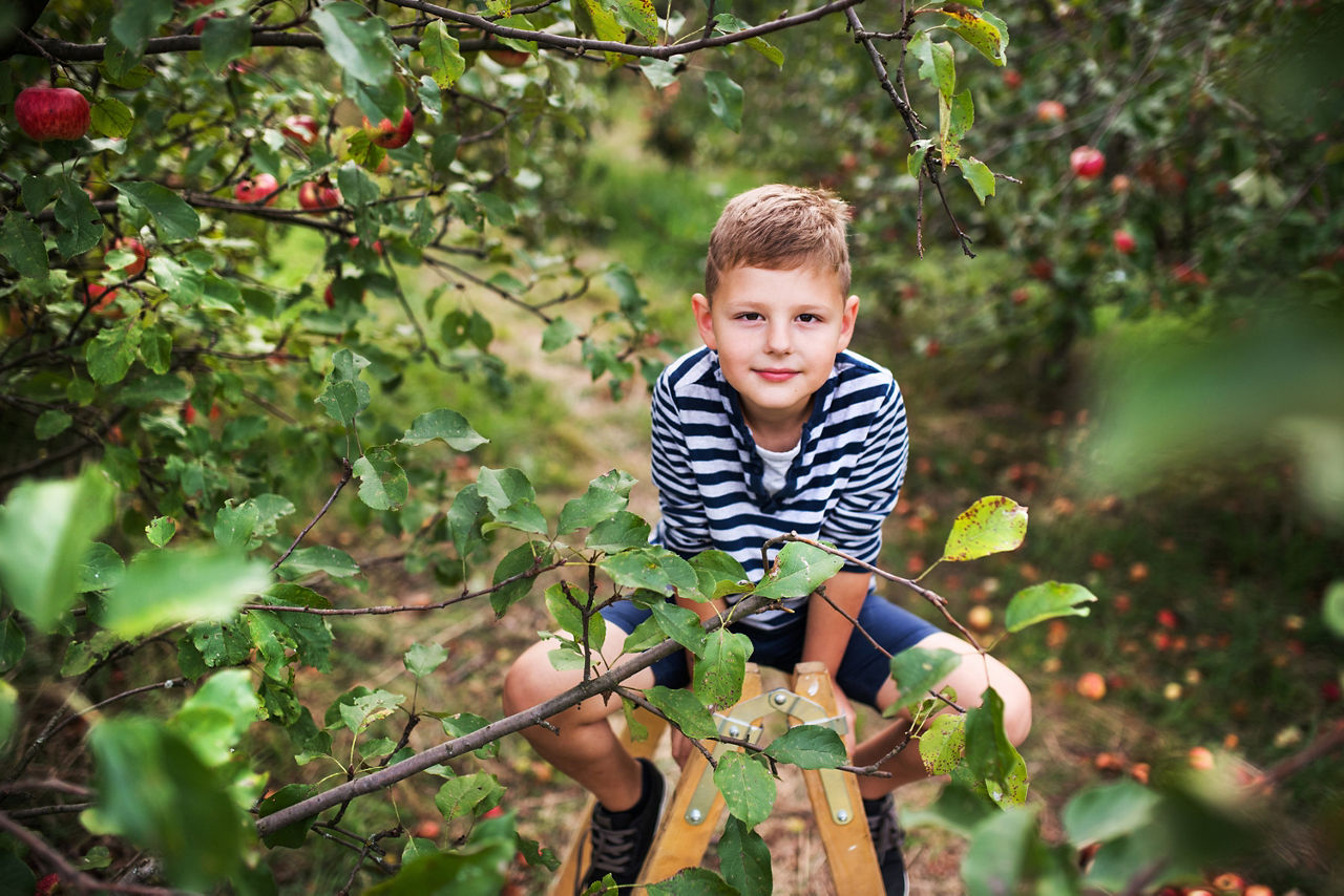 Ein kleiner Junge sitzt auf einer Leiter und pflückt Äpfel im Obstgarten.
