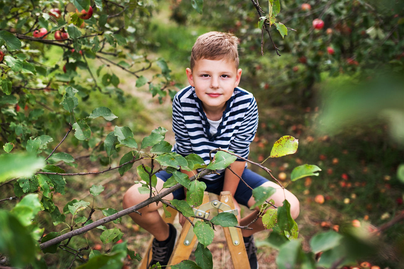 Ein kleiner Junge sitzt auf einer Leiter und pflückt Äpfel im Obstgarten.