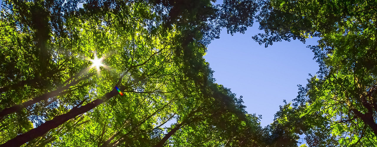 Blick in Baumkronen mit Herzöffnung zum Himmel