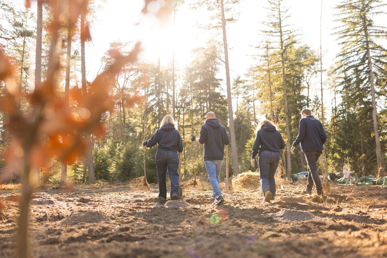 Vier Mitarbeiter der Volksbank in Ostwestfalen laufen mit Sparten nebeneinander durch den Wald, um weitere Bäume zu pflanzen.