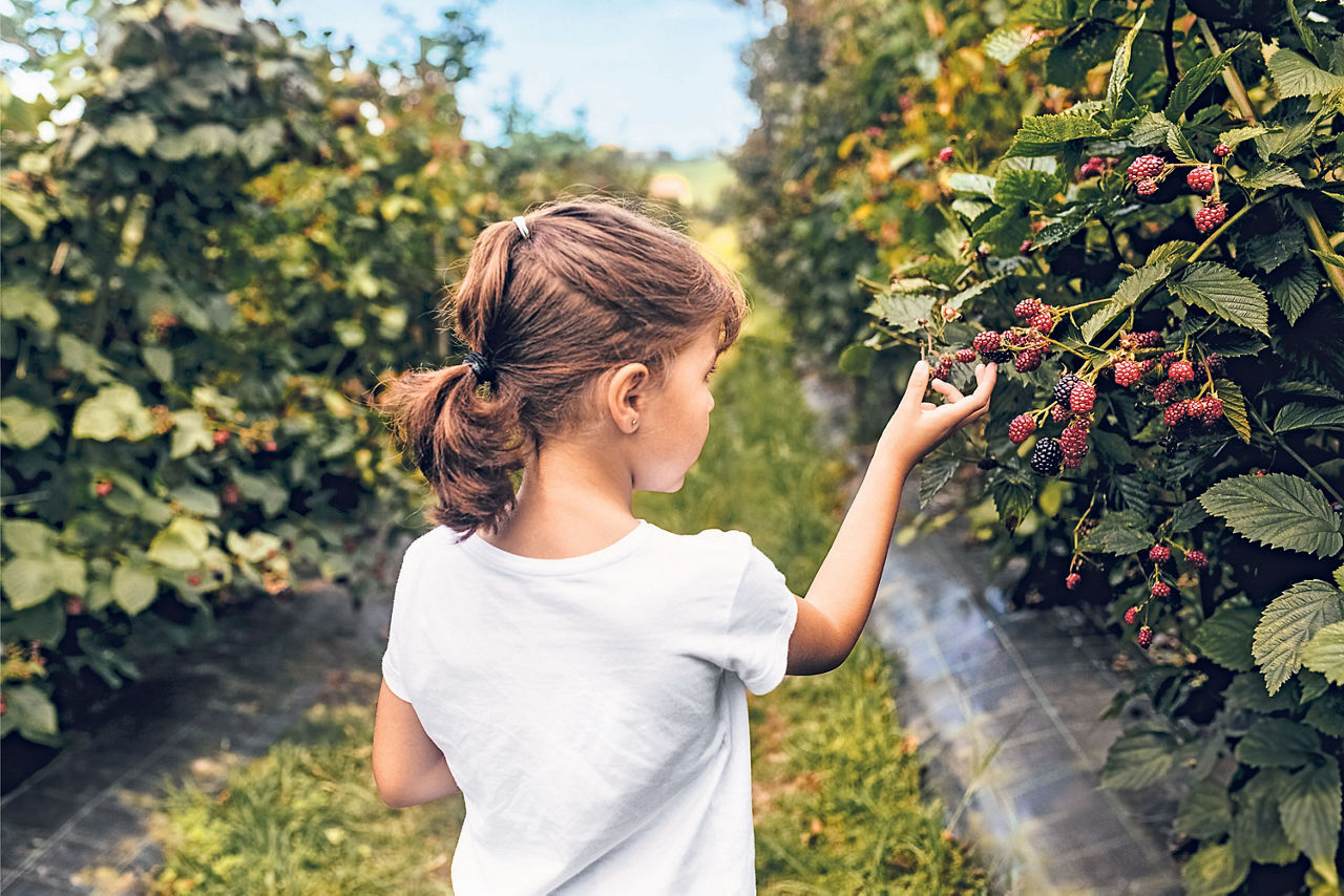 Ein Mädchen im Brombeerfeld flückt Brombeeren