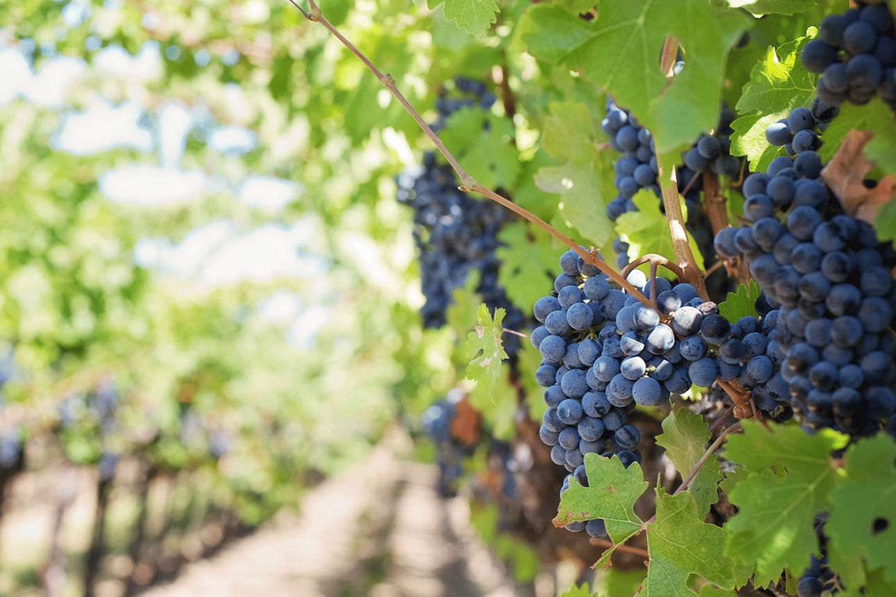 Weintrauben an der Reebe