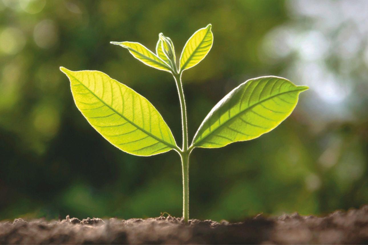 Pflanze wächst aus dem Boden