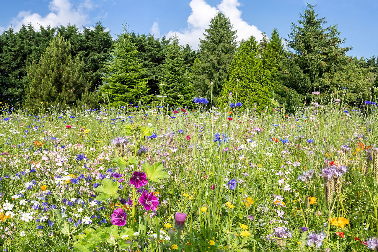 Eine Wiese mit Wildblumen vor einem Wald