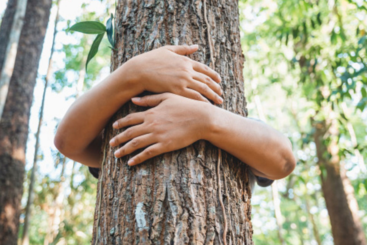 Person umklammert von hinten einen großen Baum
