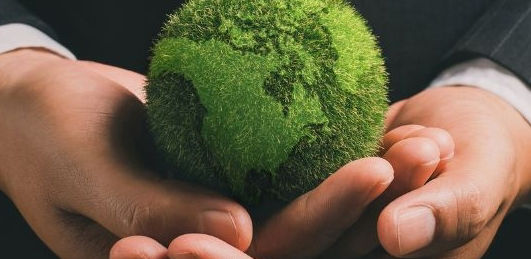 Baum in der Hand