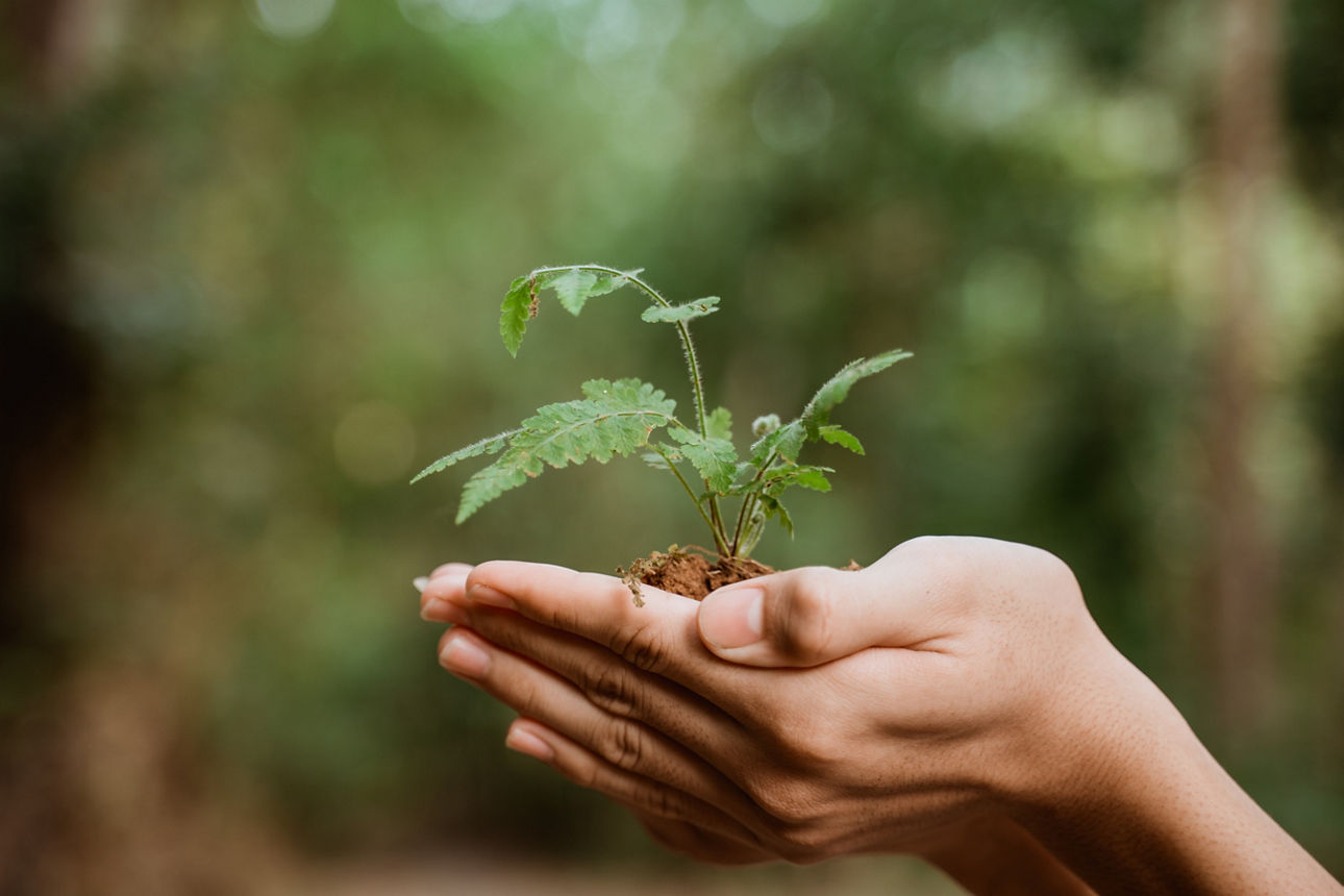 Eine Hand hält eine kleine Pflanze.