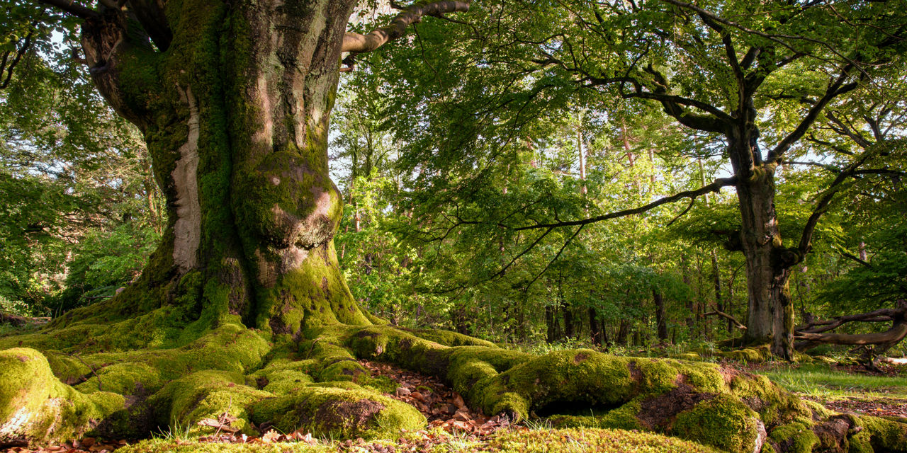Ein großer Baum mit einem dicken Stamm und weit ausladenden, moosbedeckten Wurzeln steht in einem grünen Wald.