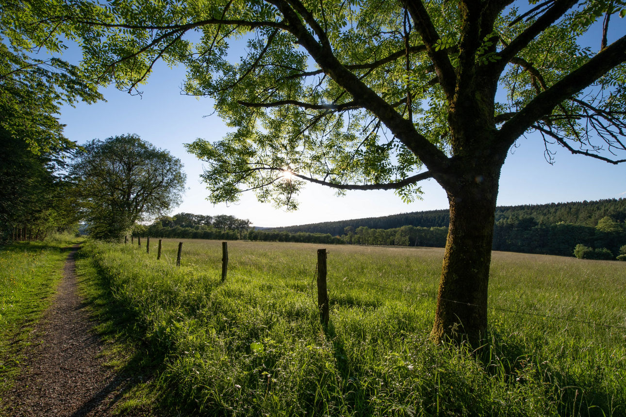 Landschaftsbild Feldweg und Weide