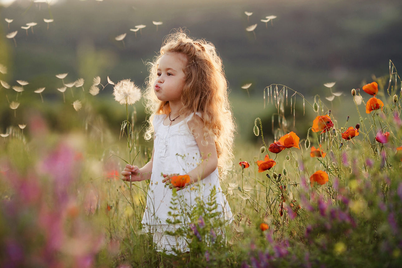  Ein kleines Mädchen mit einer Pusteblume auf einer Sommerwiese.