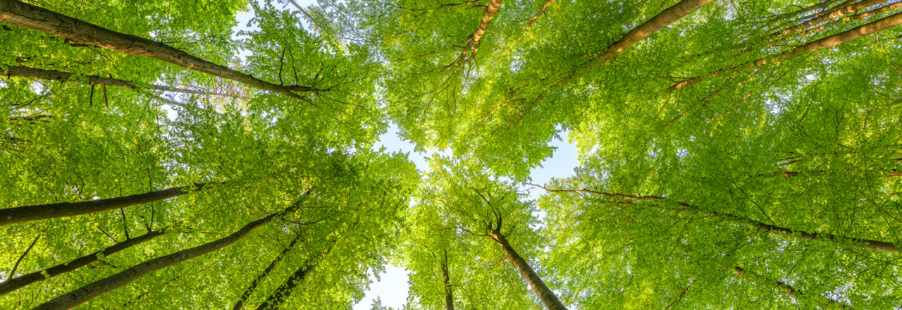 Bäume in einem Wald, von unten nach oben in die Kronen blickend