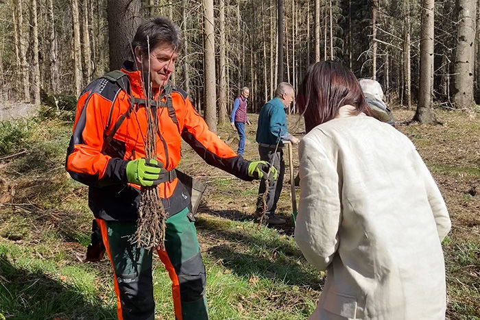 Setzlinge werden gepflanzt