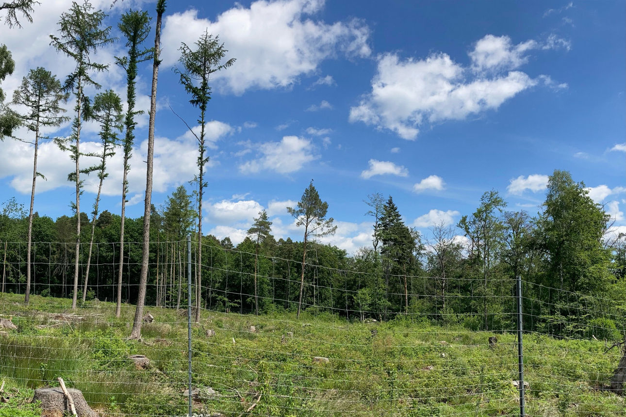 Abbildung zeigt kahles Waldstück, welches eingezäunt wurde und mit neuen Setzlingen bepflanzt werden soll.