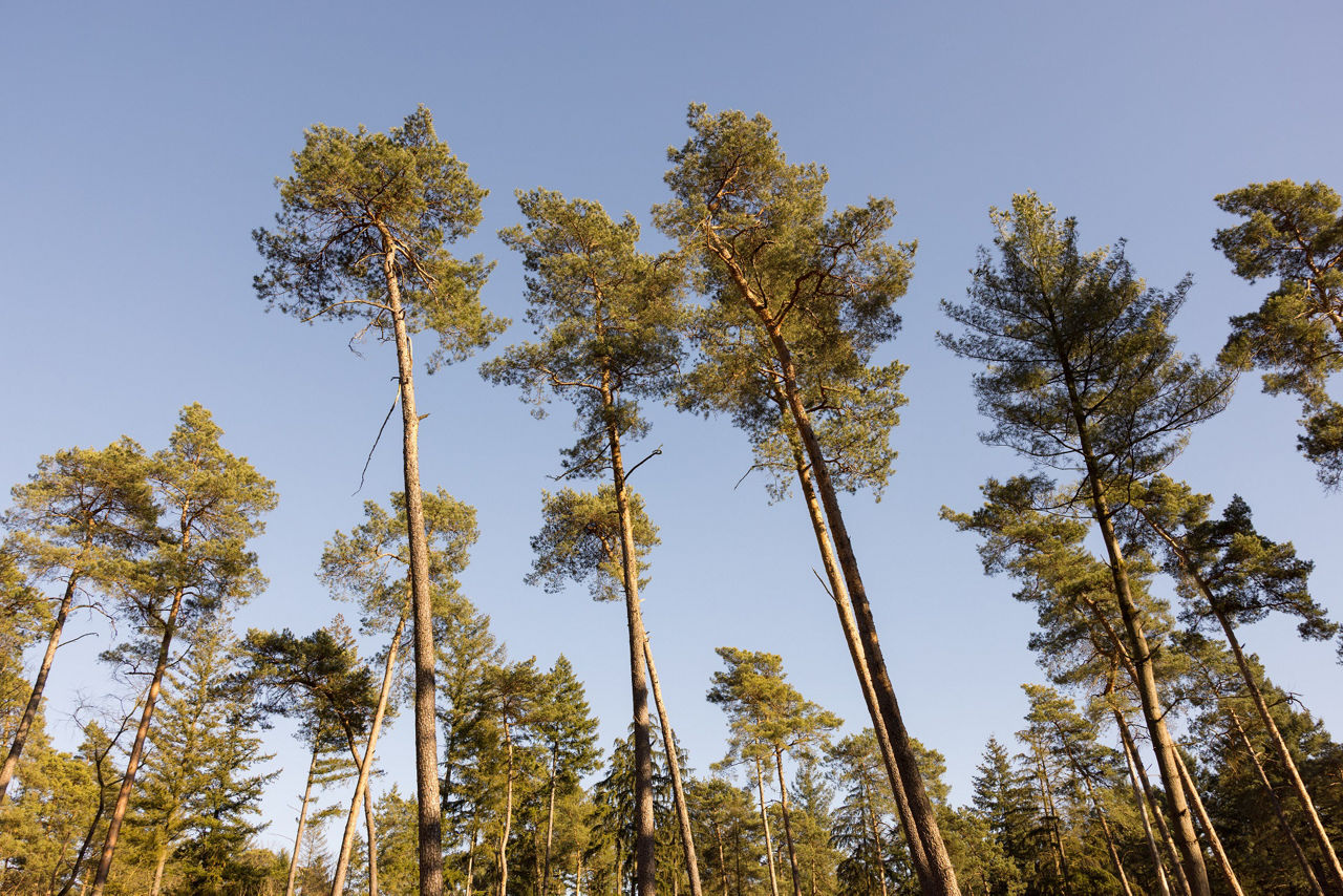 Große Bäume im Wald