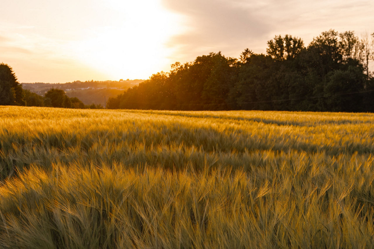 Sonnenuntergang auf einem Feld