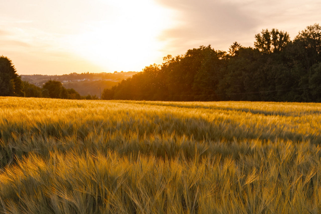 Sonnenuntergang auf einem Feld