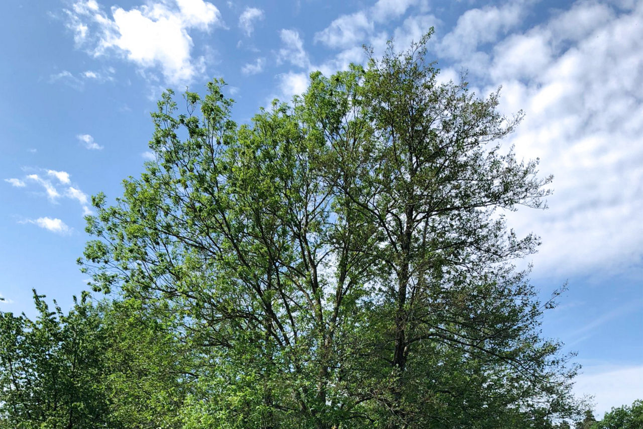 Baumkrone vor leicht bewölktem Himmel