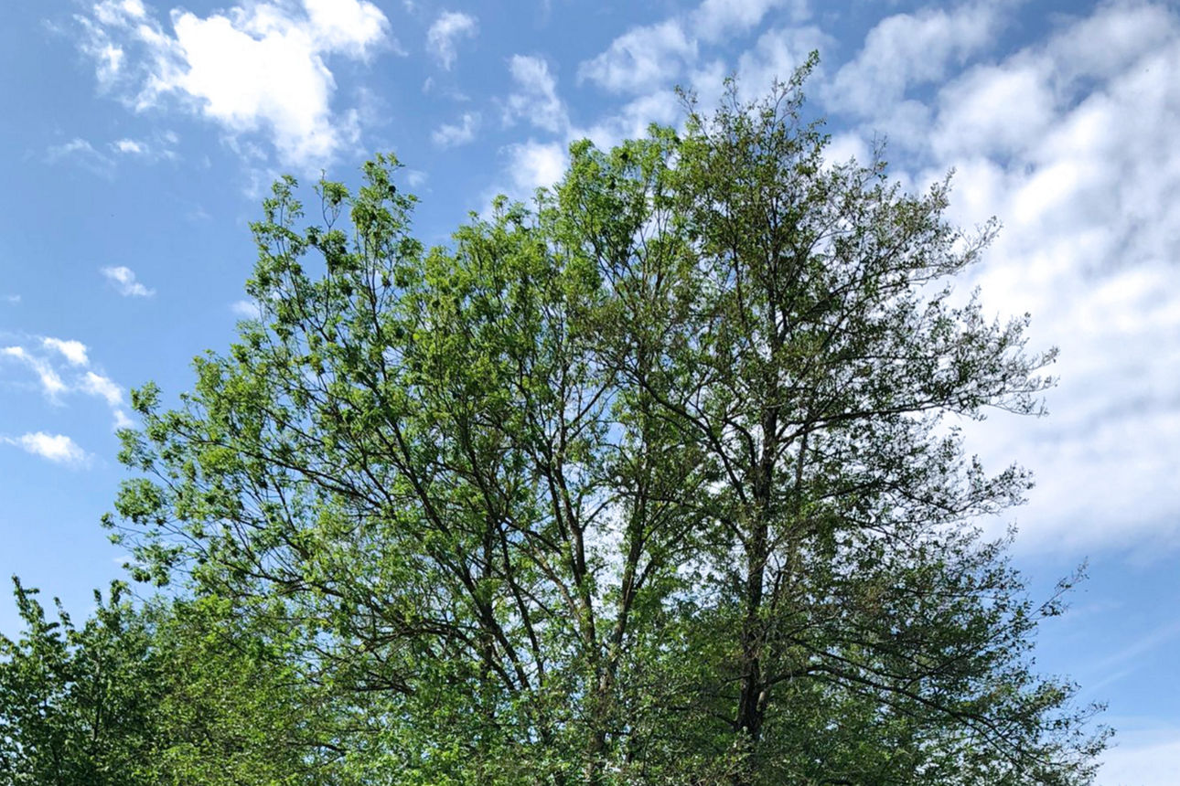 Baumkrone vor leicht bewölktem Himmel