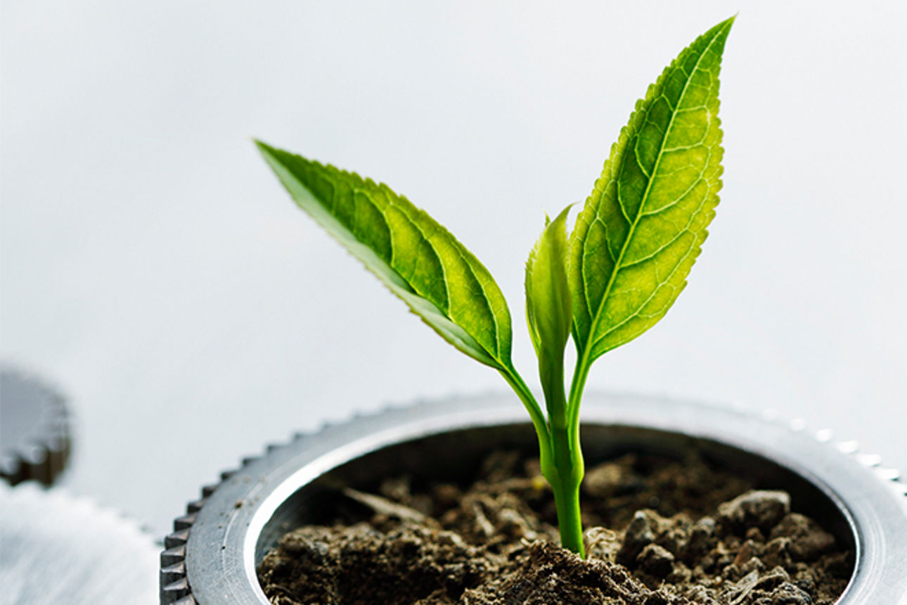 Symbolbild - Pflanze wächst aus Zahnrad