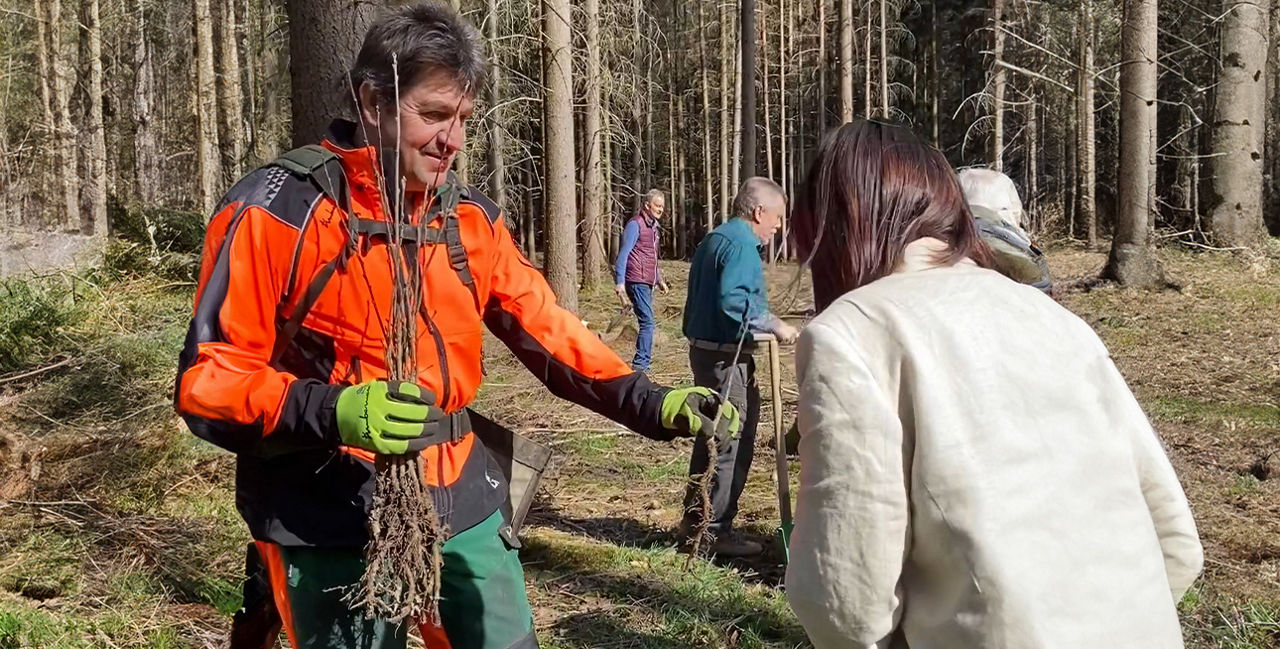 Setzlinge werden gepflanzt