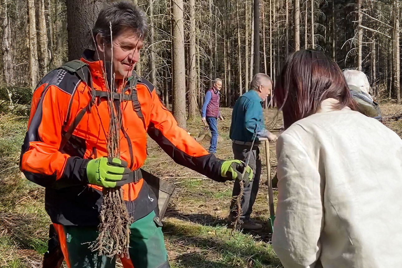 Setzlinge werden gepflanzt