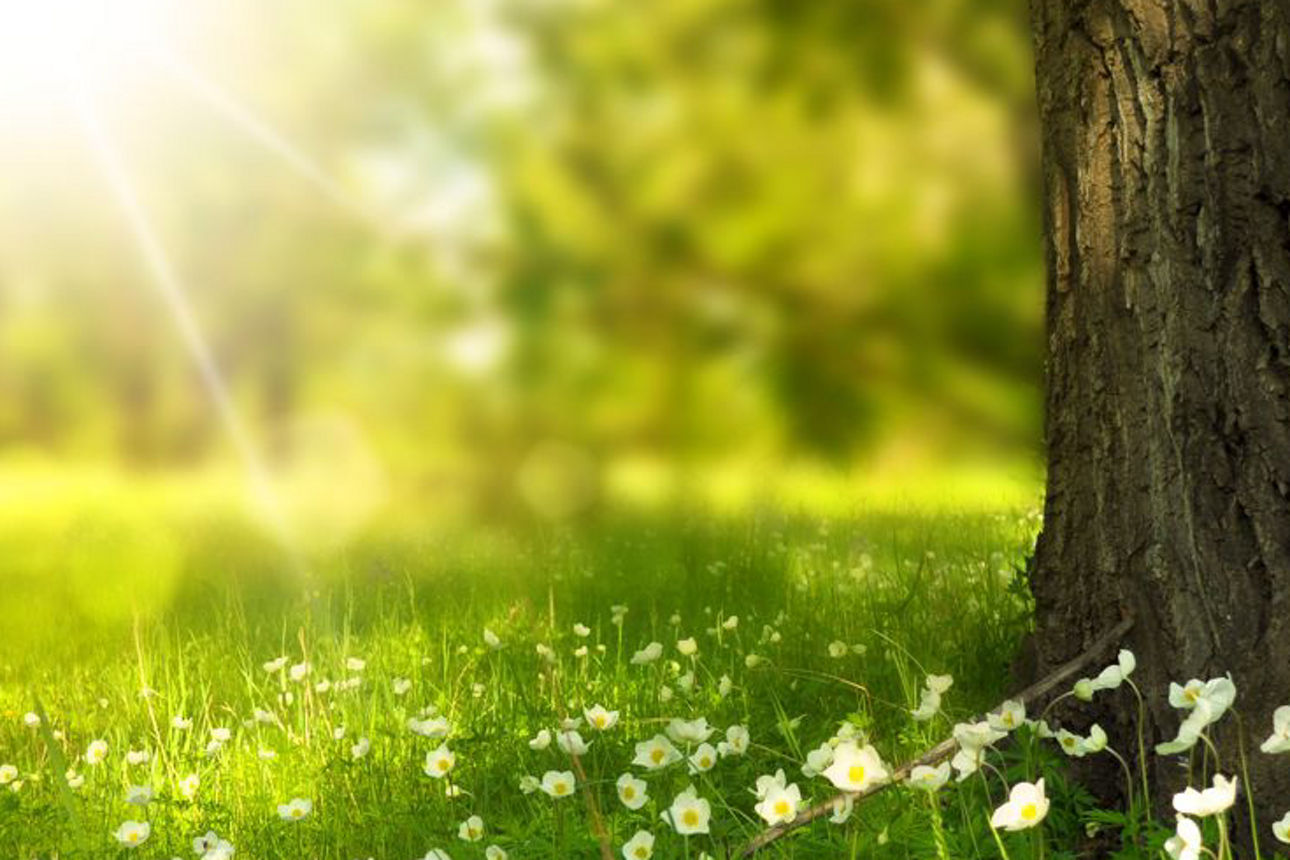 Wiese mit Sonnenstrahlen und einem Baum