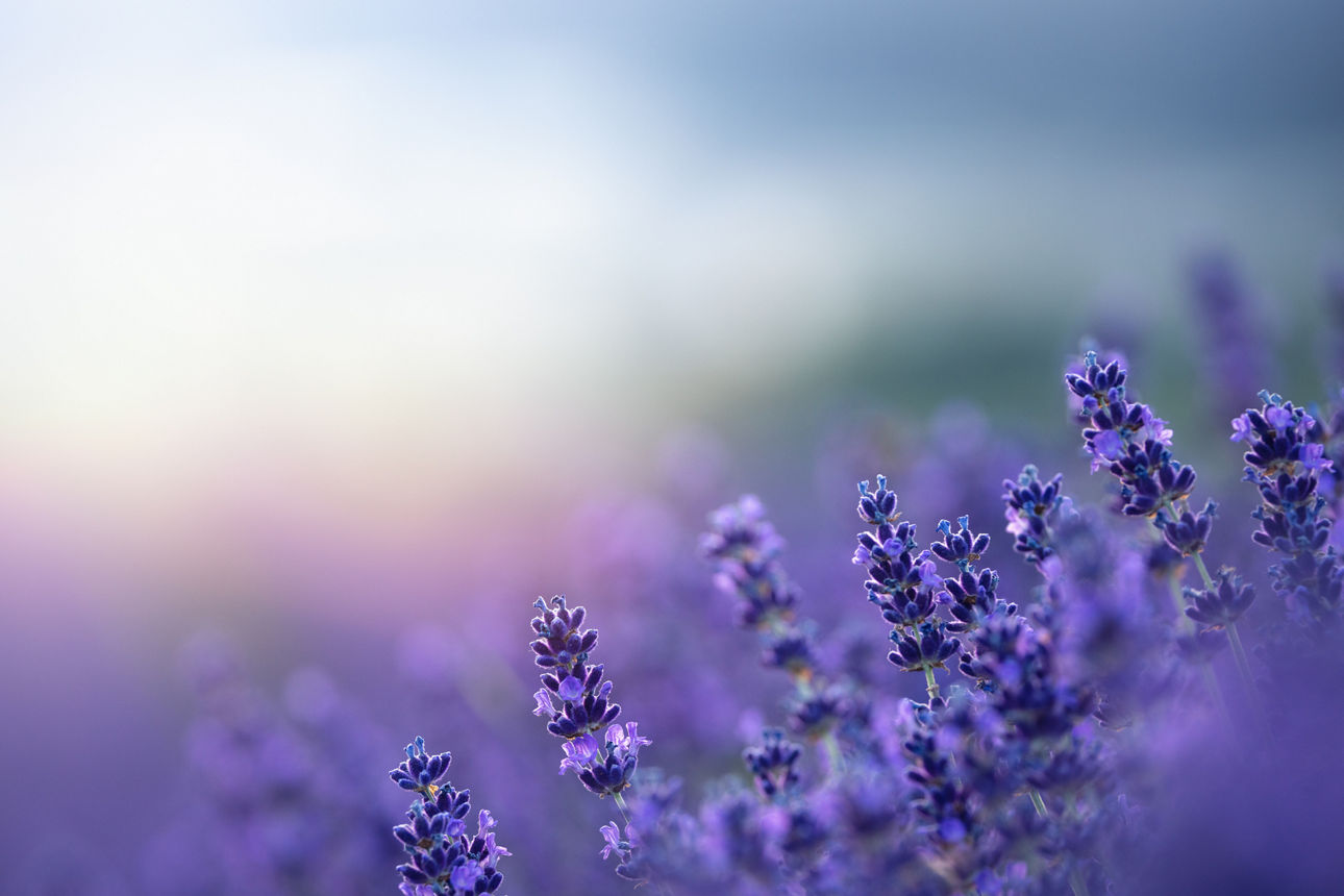 Lavender Field at summer sunrise.