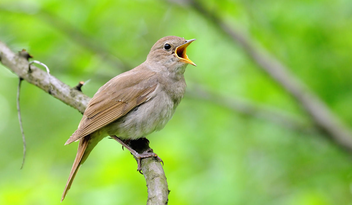Vogelberingung