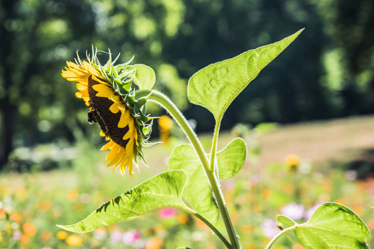 Nahaufnahme einer Sonnenblumen auf einer sonnigen Wiese