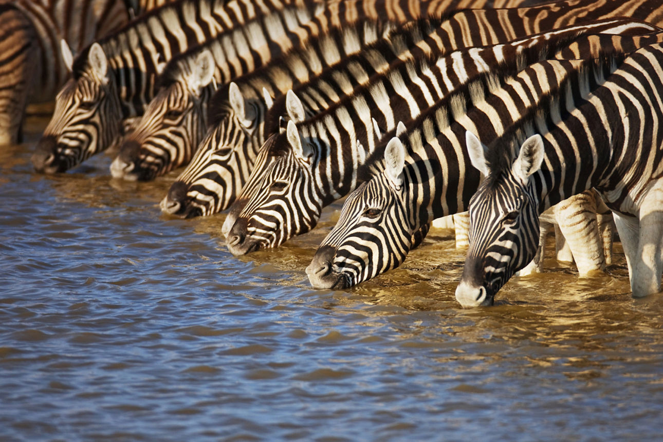 Zebras trinken dicht gedrängt am Wasserloch, Nahaufnahme der gestreiften Tiere in der Natur