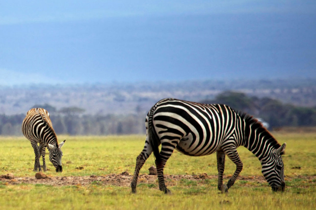 Zebras herd on savanna at sunset, Amboseli, Africa