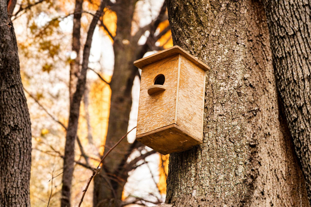In einem Wald ist an einem Baum ein Nistkasten aus Holz angebracht.