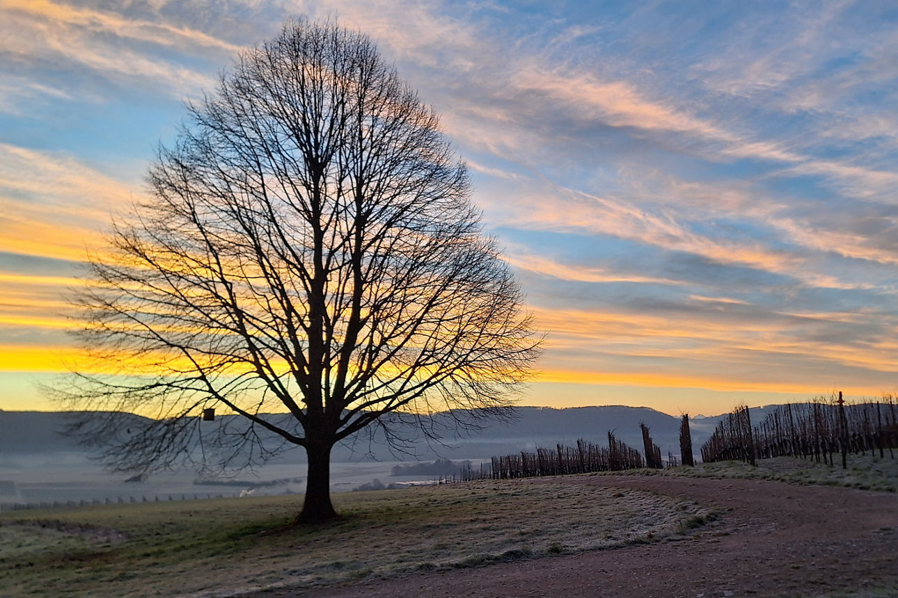Sonnenuntergang in den winterlichen Reben