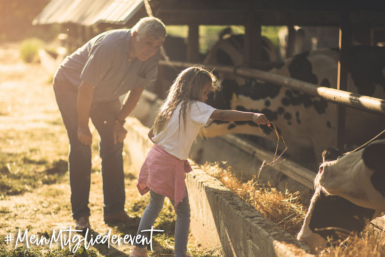 Opa und Kind im Kuhstall glücklich