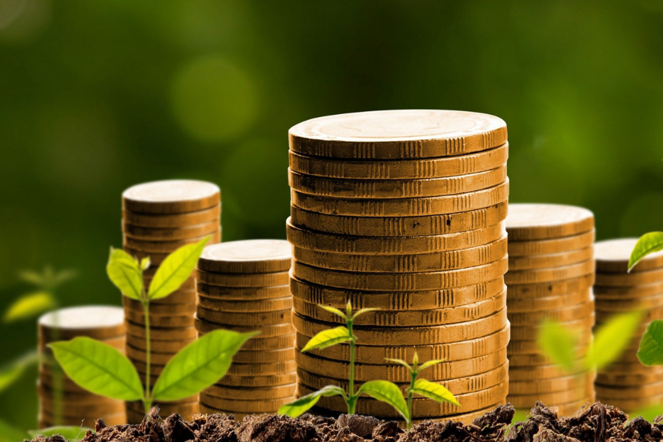 junge Pflänzchen und einige Stapel aus Geldmünzen wachsen auf Erde