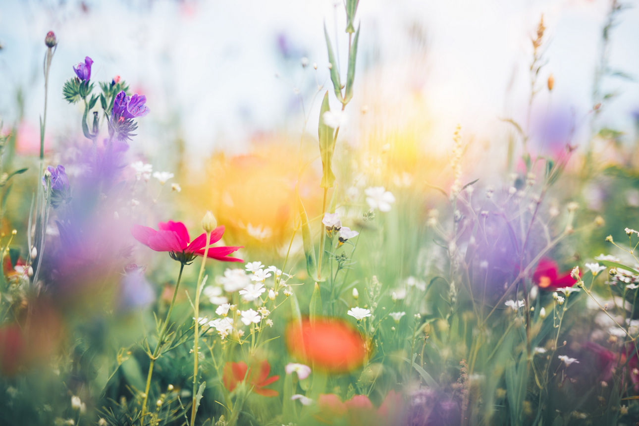 Ein Feld mit vielen bunten Blumen. 