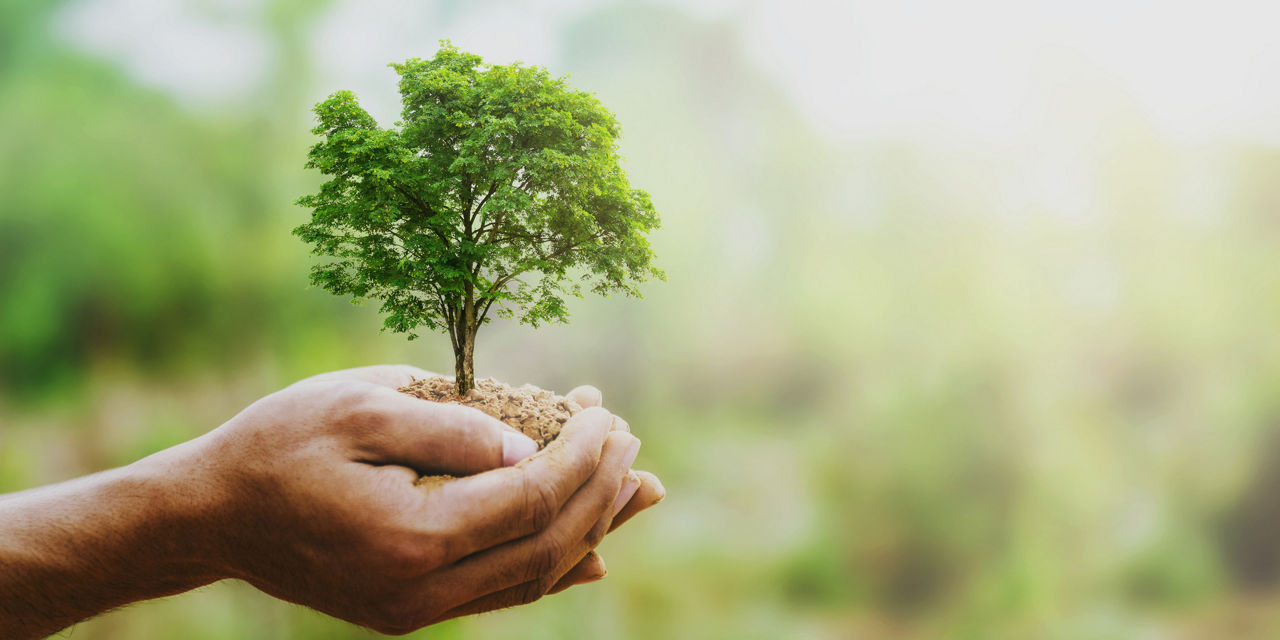 Hände halten Erde mit Bäumchen, unscharfer grüner Hintergrund.