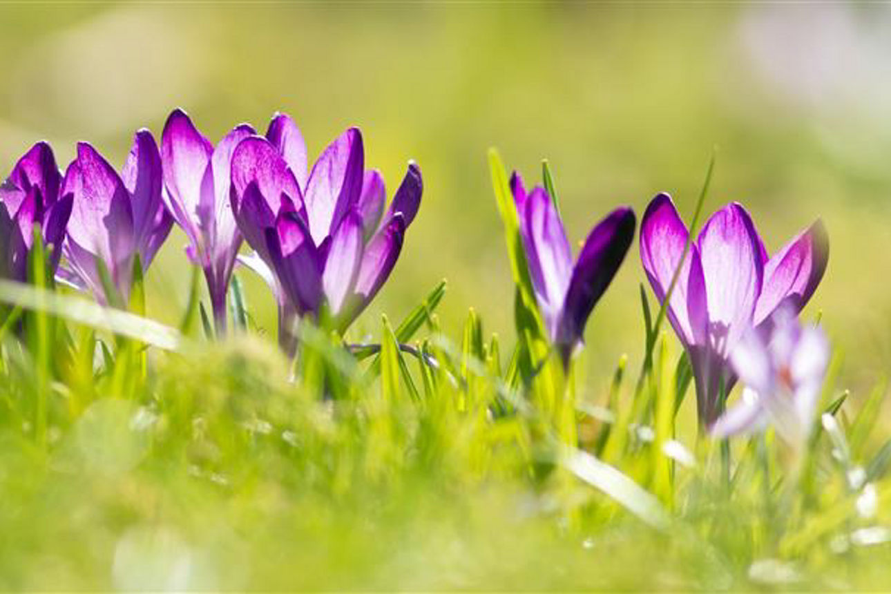 Eine Wiese mit lila bühenden Krokussen