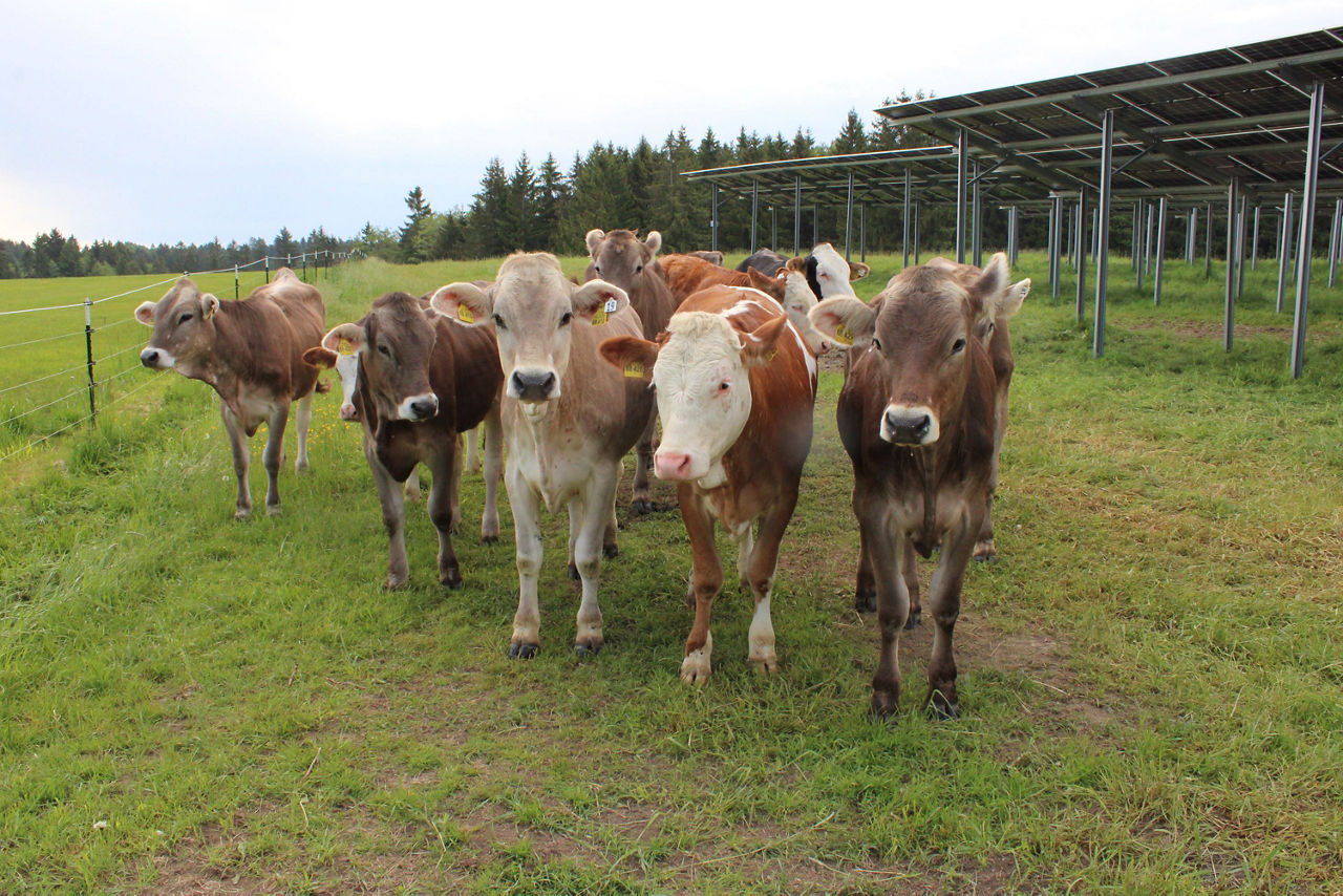 Mehrere Kühe vor der PV-Anlage