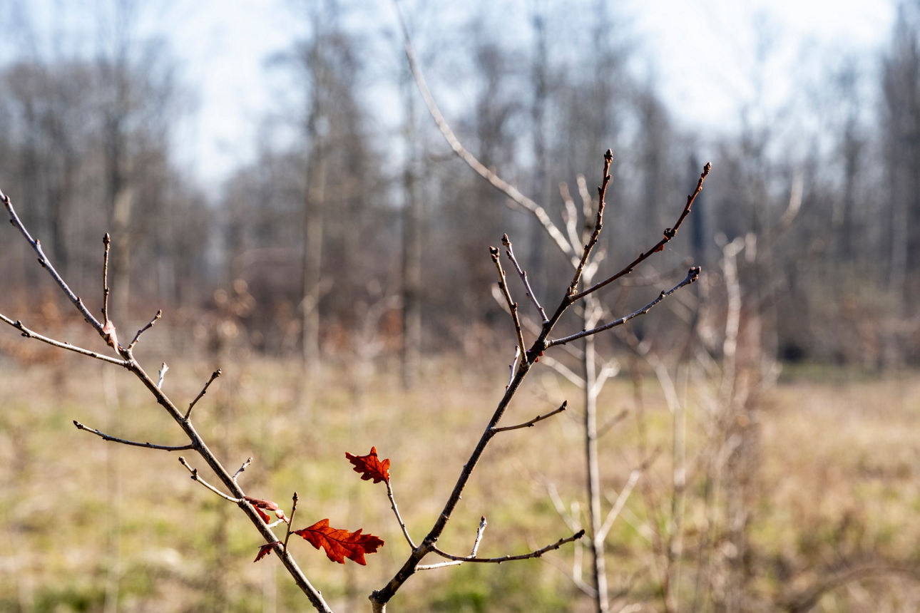 Zweige eines kleinen Baumes