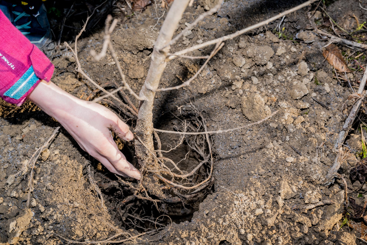Wurzeln eines kleines Baumes