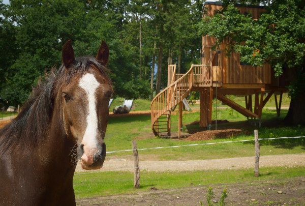 Pferd mit Baumhaus