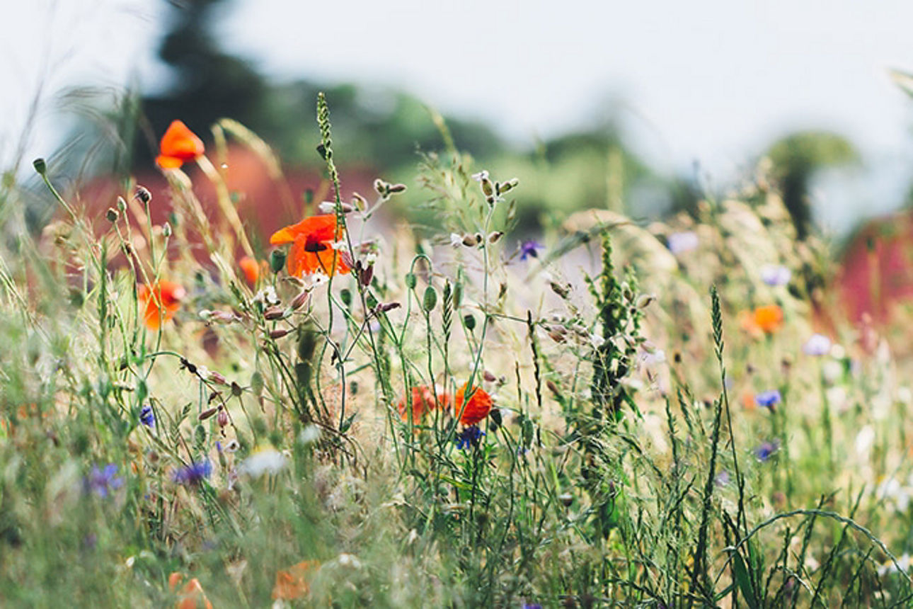 Plfnazen wie Mohn und andere Bkumen