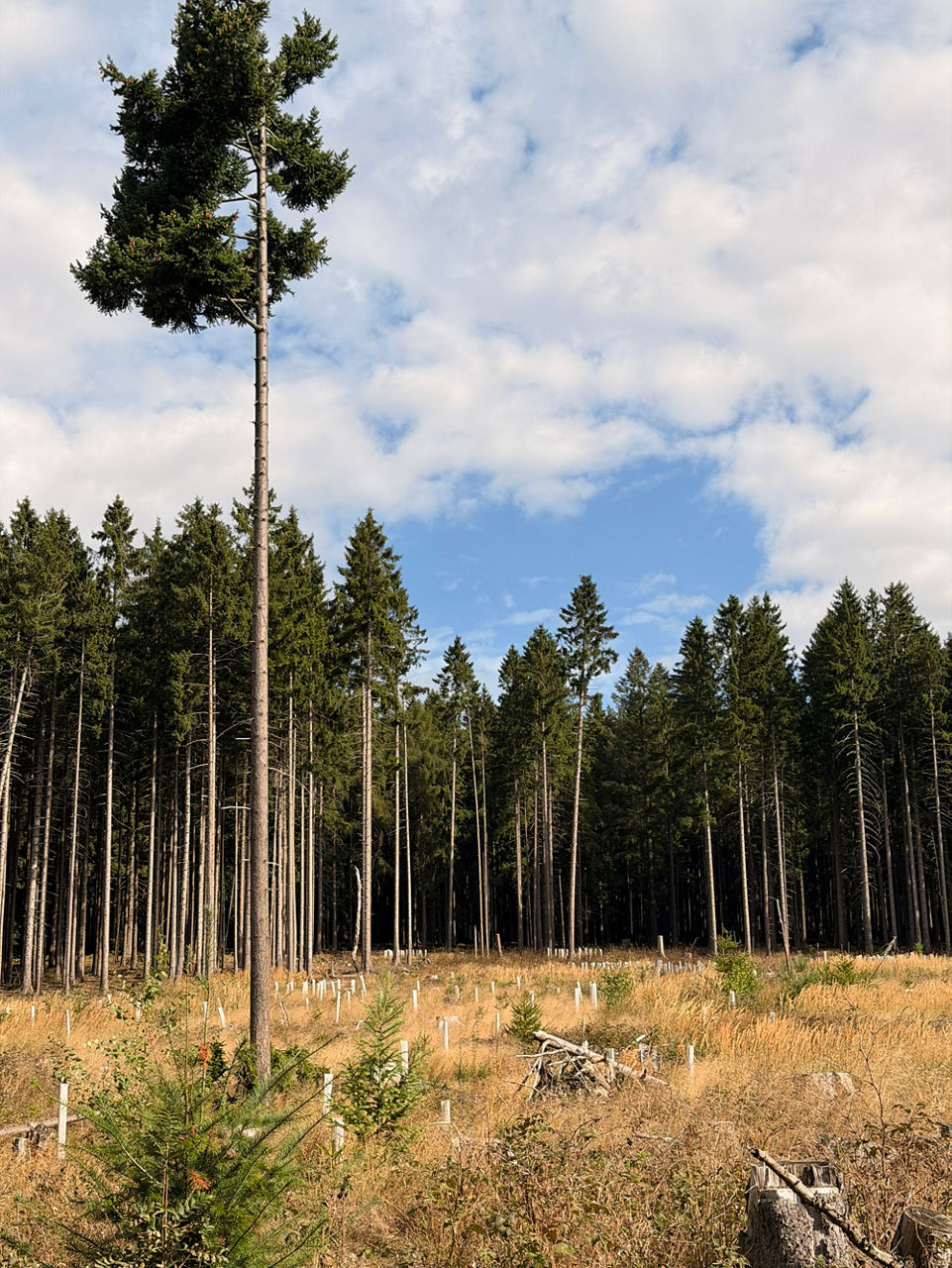 Aufforstungsgebiet im Wald bei Hallgarten