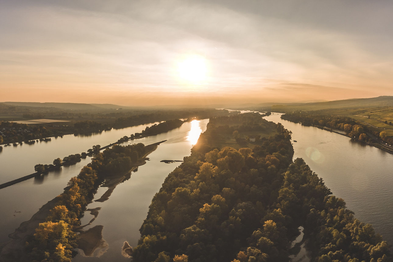 Luftaufnahme des Rheins bei Erbach mit einer bewaldeten Insel in der Mitte bei Sonnenuntergang, umgeben von Weinbergen